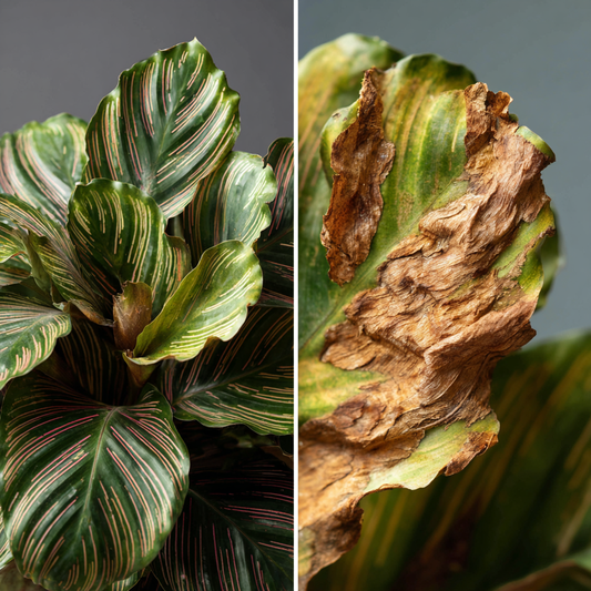 Why Plant Leaves Turn Brown (And Why RO Water is the Ultimate Fix)